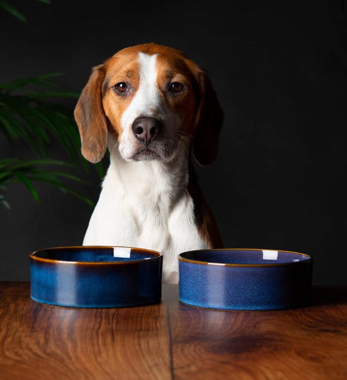 Scruffs Reactive Glaze Dog Bowl Set Navy Blue - Posh Poos