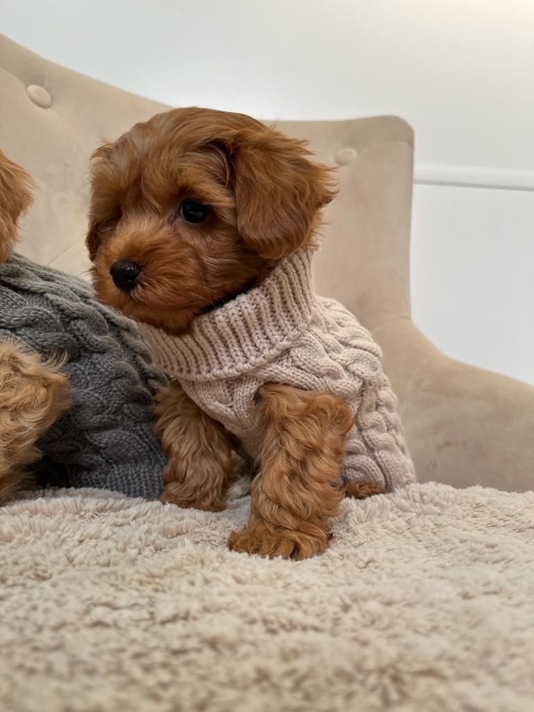 Tiny Puppy Jumper,  BACK IN STOCK - Posh Poos