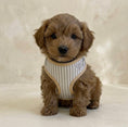Load image into Gallery viewer, Heritage Stripe Puppy Harness - Taupe