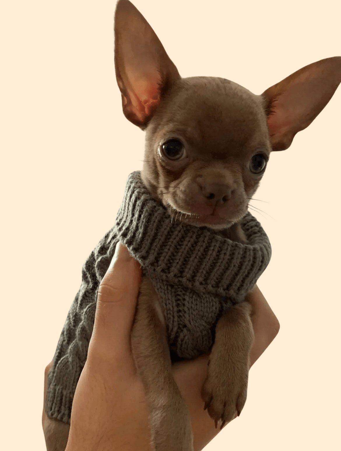 Tiny Puppy Jumper,  BACK IN STOCK - Posh Poos