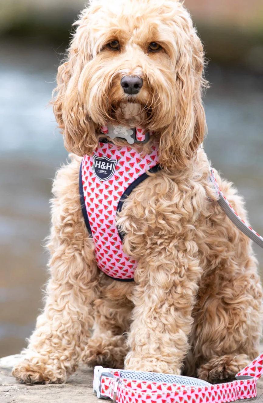 XS Puppy Harness, Lead, Collar Set -Watermelon - Posh Poos