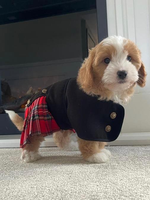 Tartan Kilt Coat 8 inch (puppy size) - Posh Poos