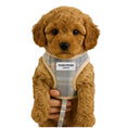 Load image into Gallery viewer, Apricot Cavapoo Puppy wearing a plaid harness with 'POSH POOS' label on a white background