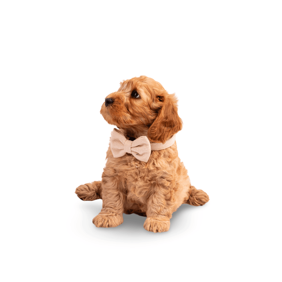 Heritage Tweed Posh Poos Puppy Small Dog Harness Set - Posh Poos