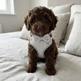 Load image into Gallery viewer, Grey Heritage Stripe First Walk Set - Harness, Collar, Lead and Bow Tie