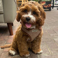 Load image into Gallery viewer, Marlow Linen Puppy Harness - Chestnut