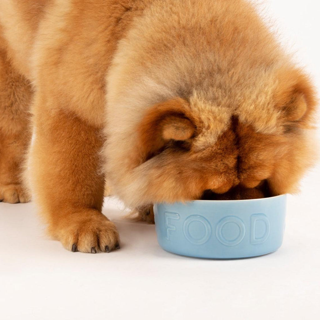 Scruffs Classic Food Dog Bowl Blue - Posh Poos