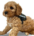 Load image into Gallery viewer, Julius-K9® Powerharness Baby 1–Mini 3XS TINY PUPPY SIZE - Posh Poos