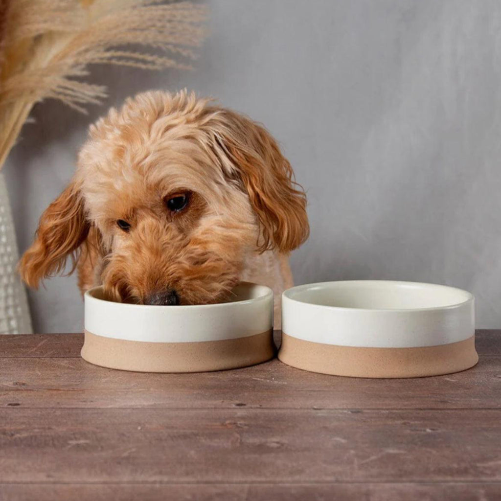 With Lids Ceramic Flat Nosed Dog Bowl Great Small Ceramic