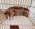 Load image into Gallery viewer, Posh Poos Dog Crate Cushion in Heritage Stripe - Posh Poos