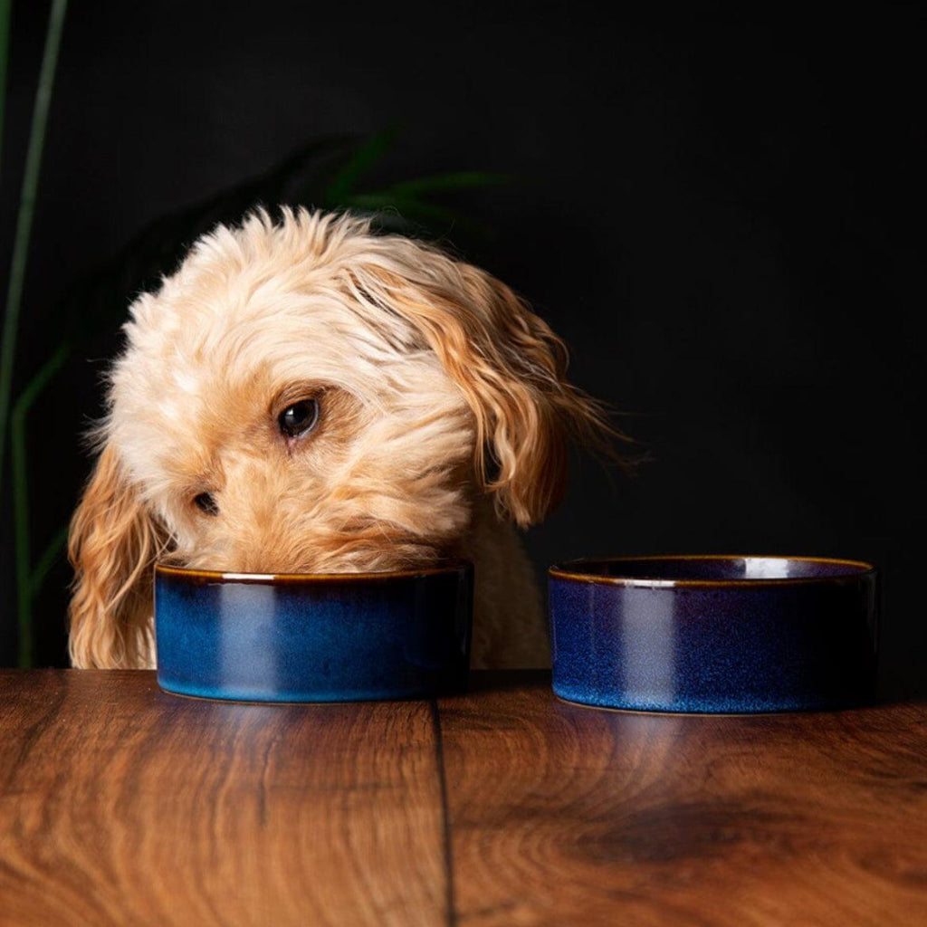 Scruffs Reactive Glaze Dog Bowl Set Navy Blue - Posh Poos