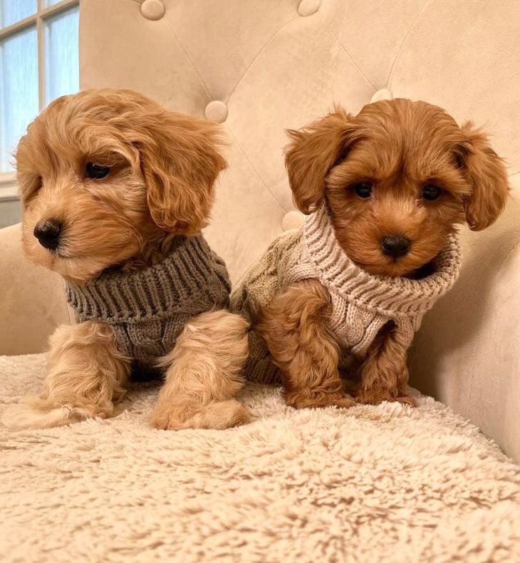 Tiny Puppy Jumper,  BACK IN STOCK - Posh Poos