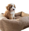 Load image into Gallery viewer, Boucle Box Puppy Bed DESERT TAN 50x40cm SMALL PUPPY/Toy Adult