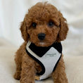 Load image into Gallery viewer, Belgravia Monochrome Puppy Harness – Ivory