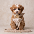 Load image into Gallery viewer, Teddy Lead - Oatmeal