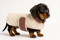 Load image into Gallery viewer, 3 month old Black and Tan Miniature Dachshund wearing the Cream quilted Posh Poos dog coat.