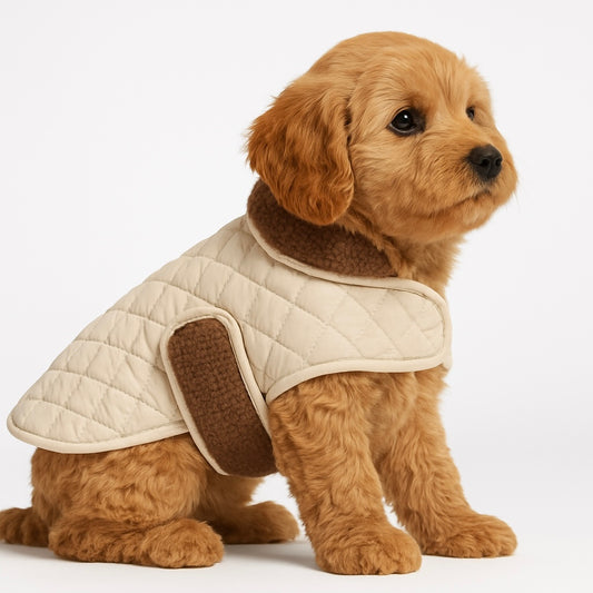 Apricot Maltipoo puppy wearing the Posh Poos cream quilted dog coat with a sherpa lining.