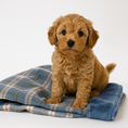 Load image into Gallery viewer, Luxury Grey Plaid Puppy Blanket - Soft Fleece 70x50cm