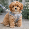 Load image into Gallery viewer, Small cavapoo puppy dog wearing a plaid harness with 'Posh Pooch' label, standing in a garden