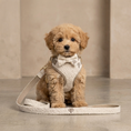 Load image into Gallery viewer, Boucle First Walk Set - Harness, Collar, Lead and Bow Tie