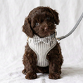 Load image into Gallery viewer, Grey Heritage Stripe First Walk Set - Harness, Collar, Lead and Bow Tie