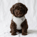 Load image into Gallery viewer, A small brown puppy wearing a gray and white striped harness with a gold-tone ring and a monogram logo, sitting against a soft white fabric backdrop.