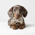 Load image into Gallery viewer, dapple miniature dachshund puppy wearing a cream tartan bowtie