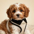 Load image into Gallery viewer, cavapoo Puppy wearing a 'Posh Poos London' harness on a beige background