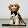 Load image into Gallery viewer, Belgravia Monochrome First Walk Set - Harness, Collar & Lead
