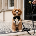 Load image into Gallery viewer, cavapoo Dog on a leash standing on a doormat outside a building