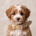 Load image into Gallery viewer, Teddy Puppy Collar - Oatmeal