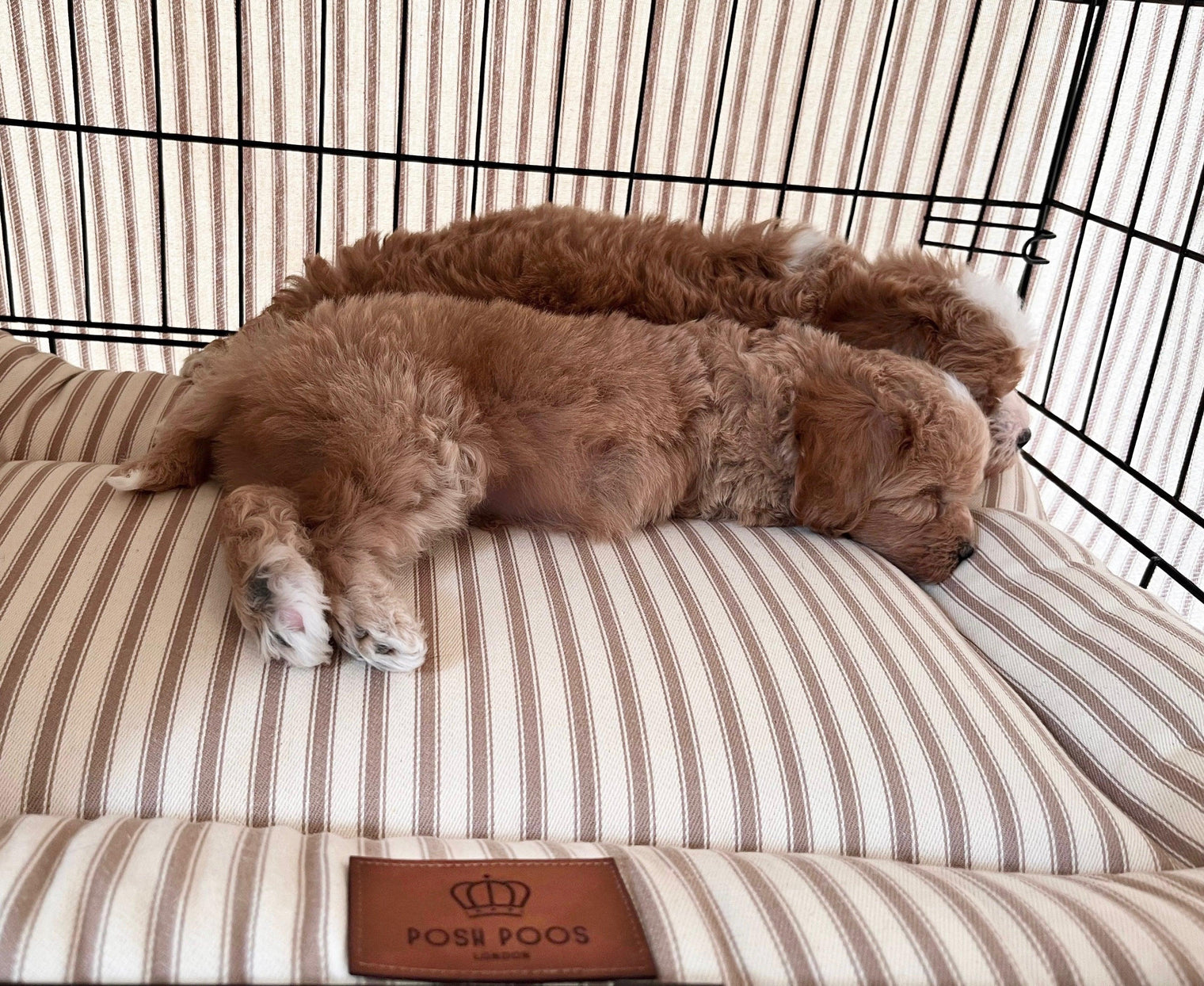 Crate Training, A Step By Step Guide - Posh Poos