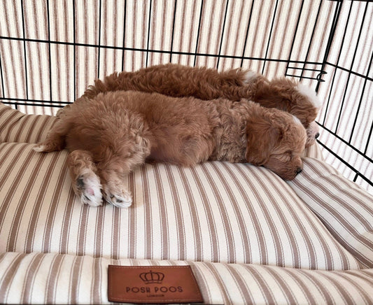 Crate Training, A Step By Step Guide - Posh Poos