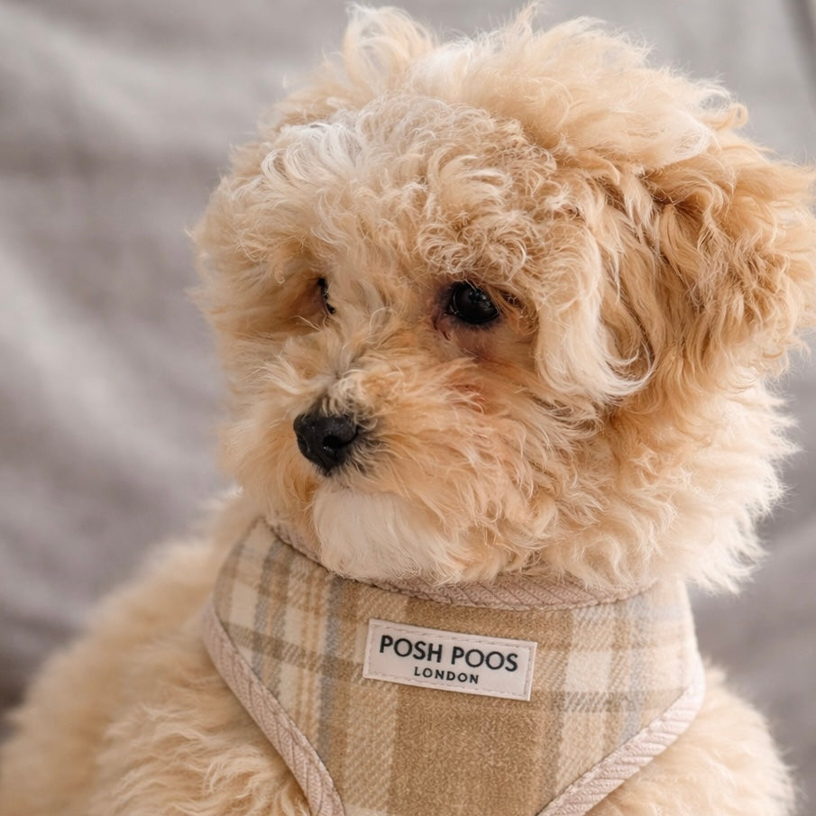 Posh Poos Puppy Harness Set – Taupe Plaid (XXS/XS)
