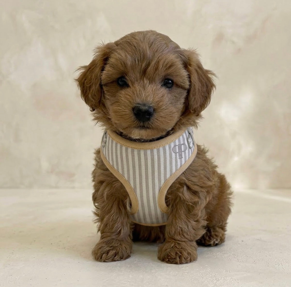 Heritage Stripe Puppy Harness - Taupe
