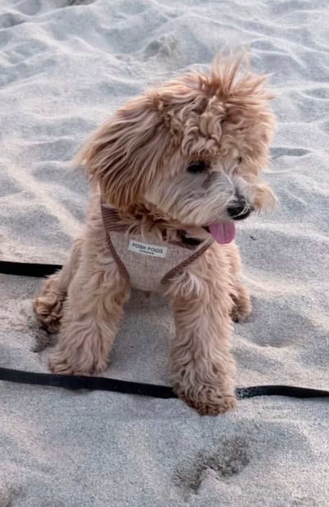 Marlow Linen Puppy Harness - Chestnut