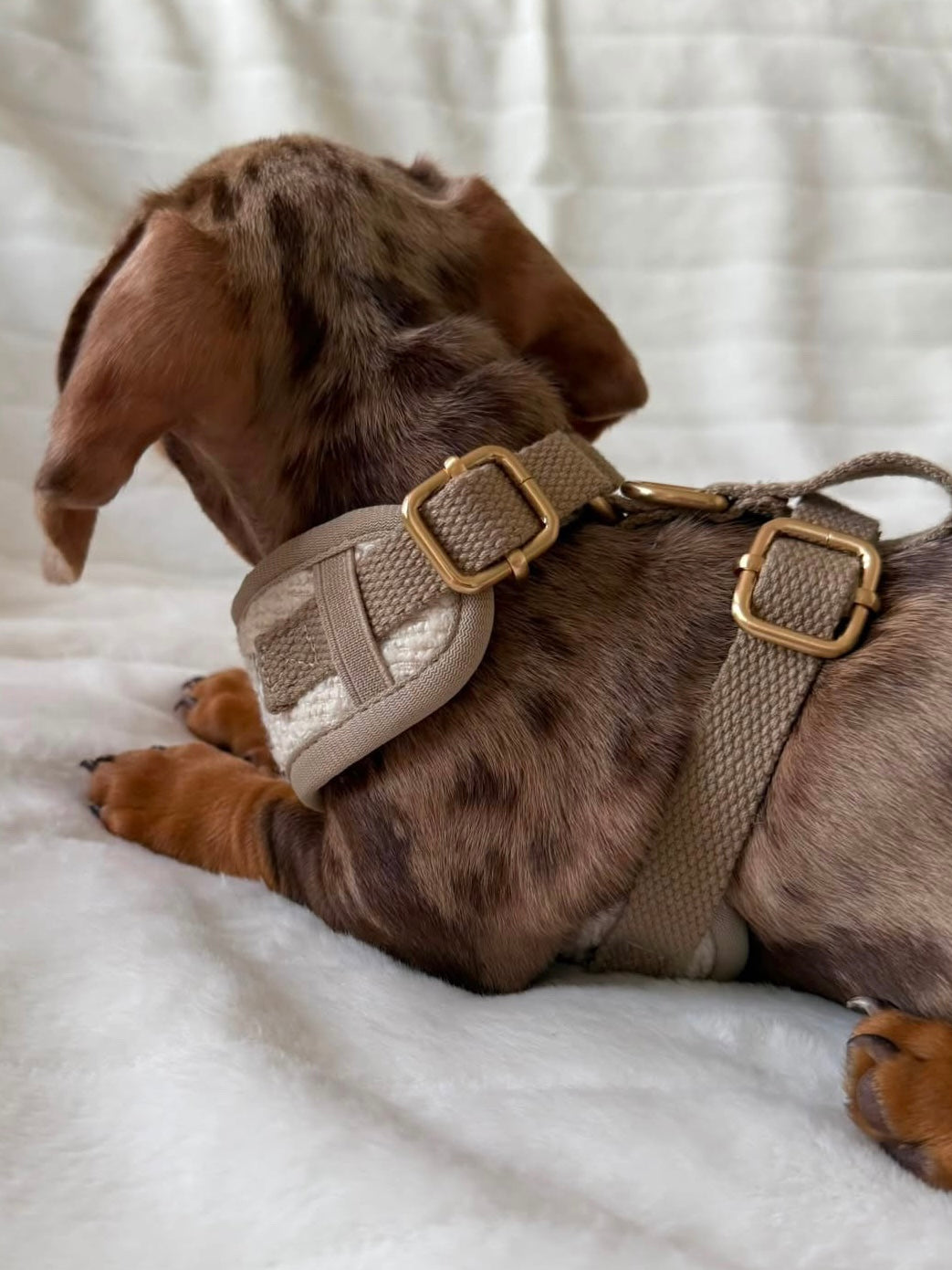 Boucle Puppy Harness - Cream
