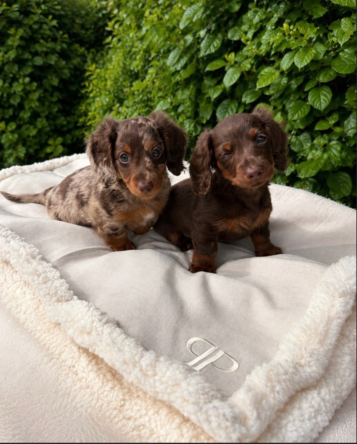 Ivory Monochrome Dog Blanket –with Sherpa | 70 × 100 cm - Ivory