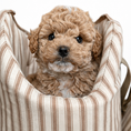 Load image into Gallery viewer, Puppy peeking out from a posh poos  striped pet carrier
