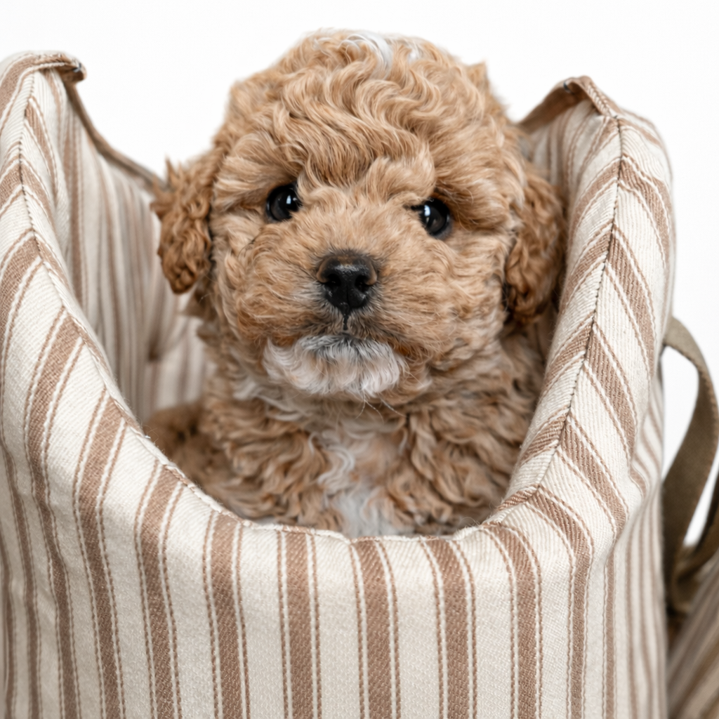 Puppy peeking out from a posh poos  striped pet carrier