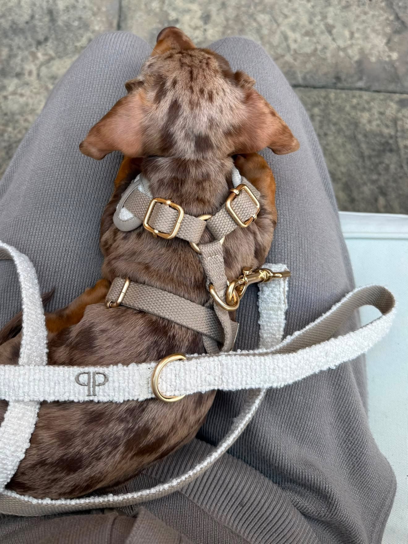 Boucle Puppy Harness - Cream