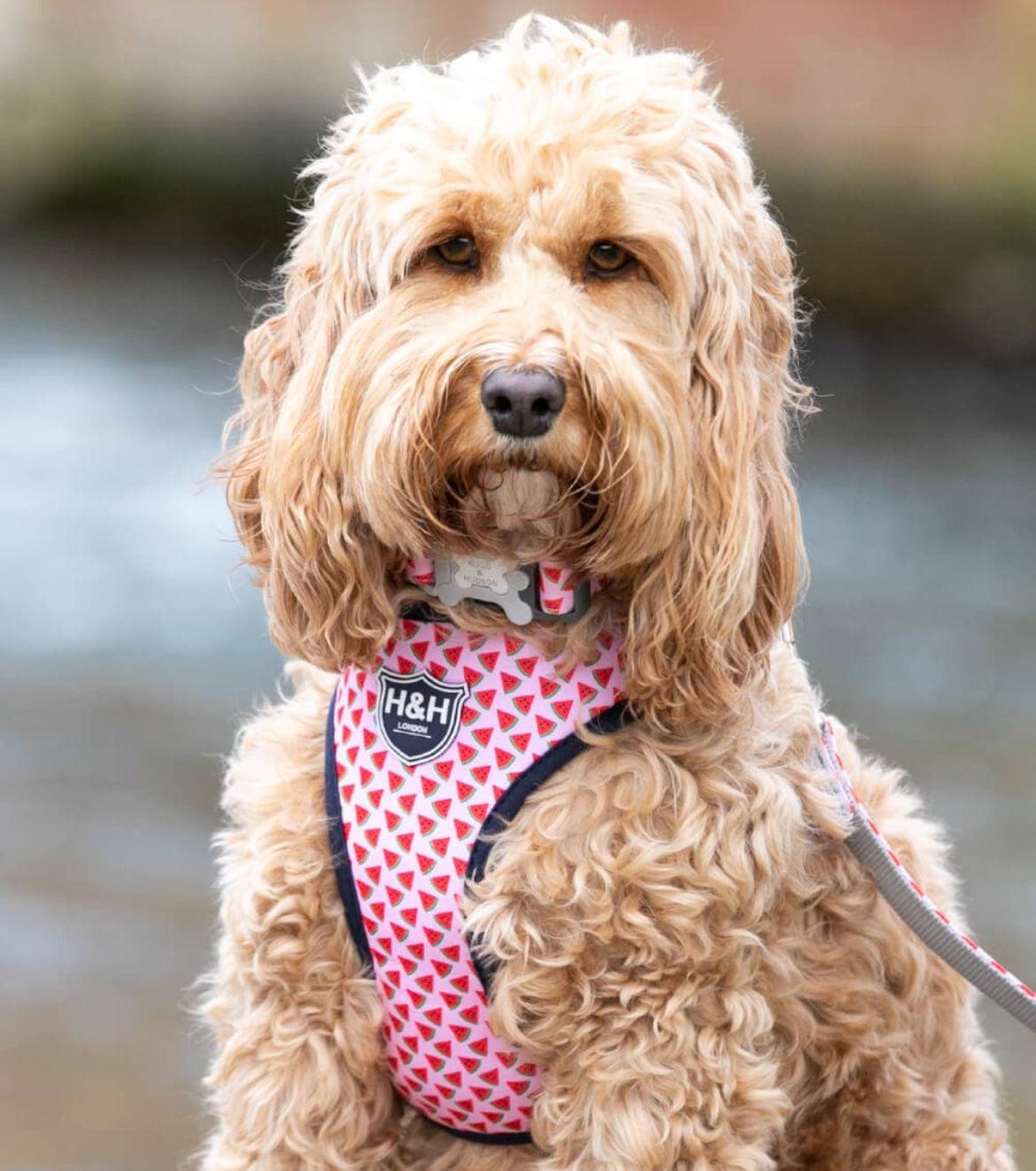 XS Puppy Harness, Lead, Collar Set -Watermelon - Posh Poos