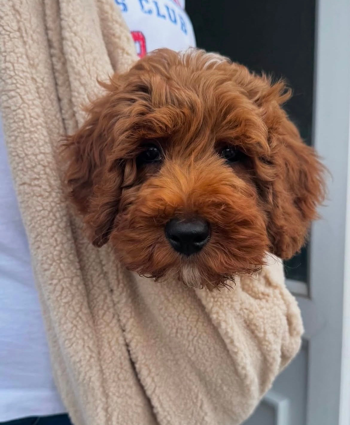Teddy Fleece Dog Sling Carrier – Oatmeal | Posh Poos London