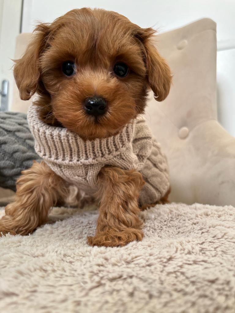 Tiny Puppy Jumper,  BACK IN STOCK - Posh Poos