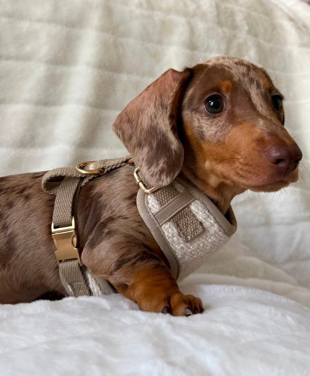 Boucle Puppy Harness - Cream