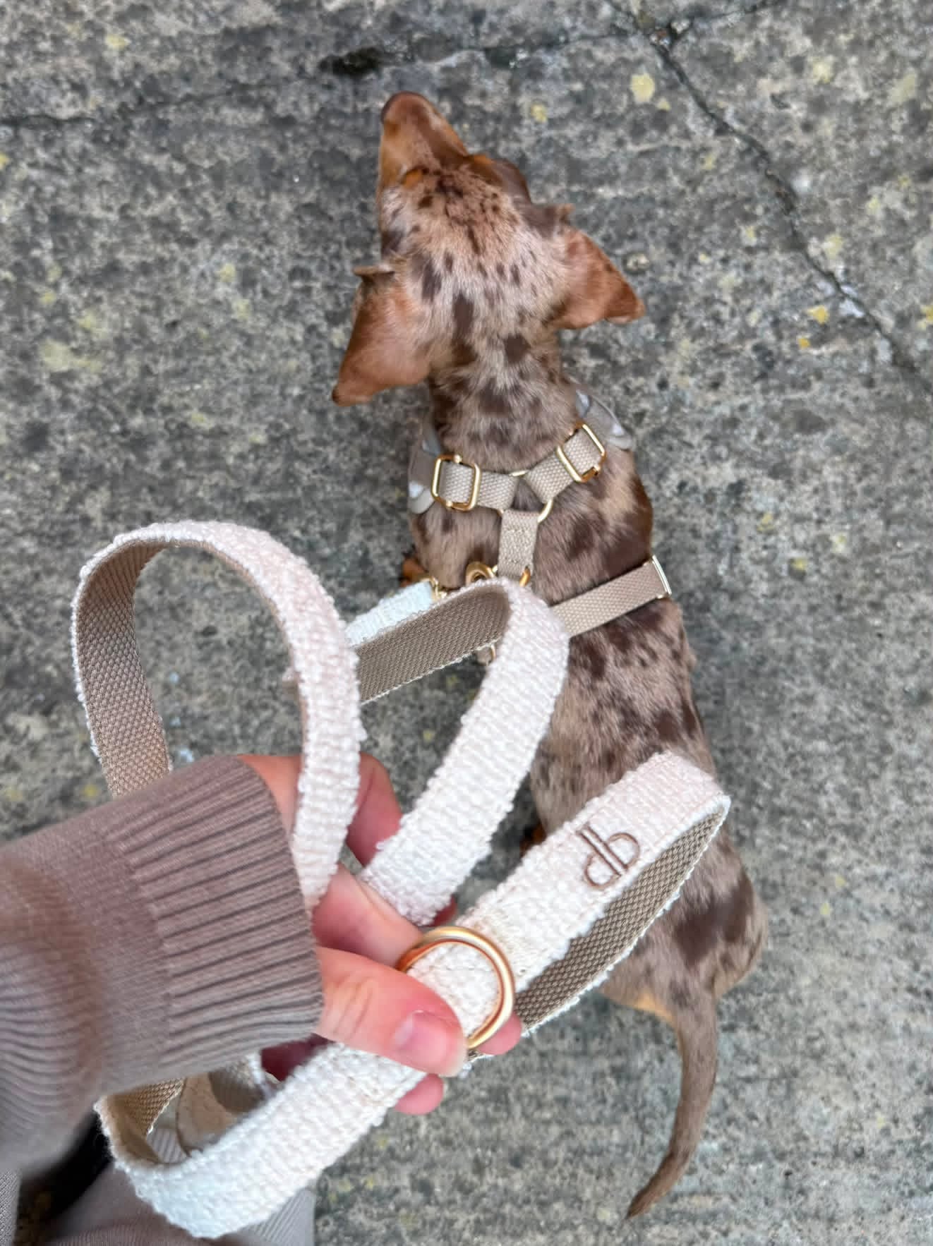 Boucle First Walk Set - Harness, Collar, Lead and Bow Tie
