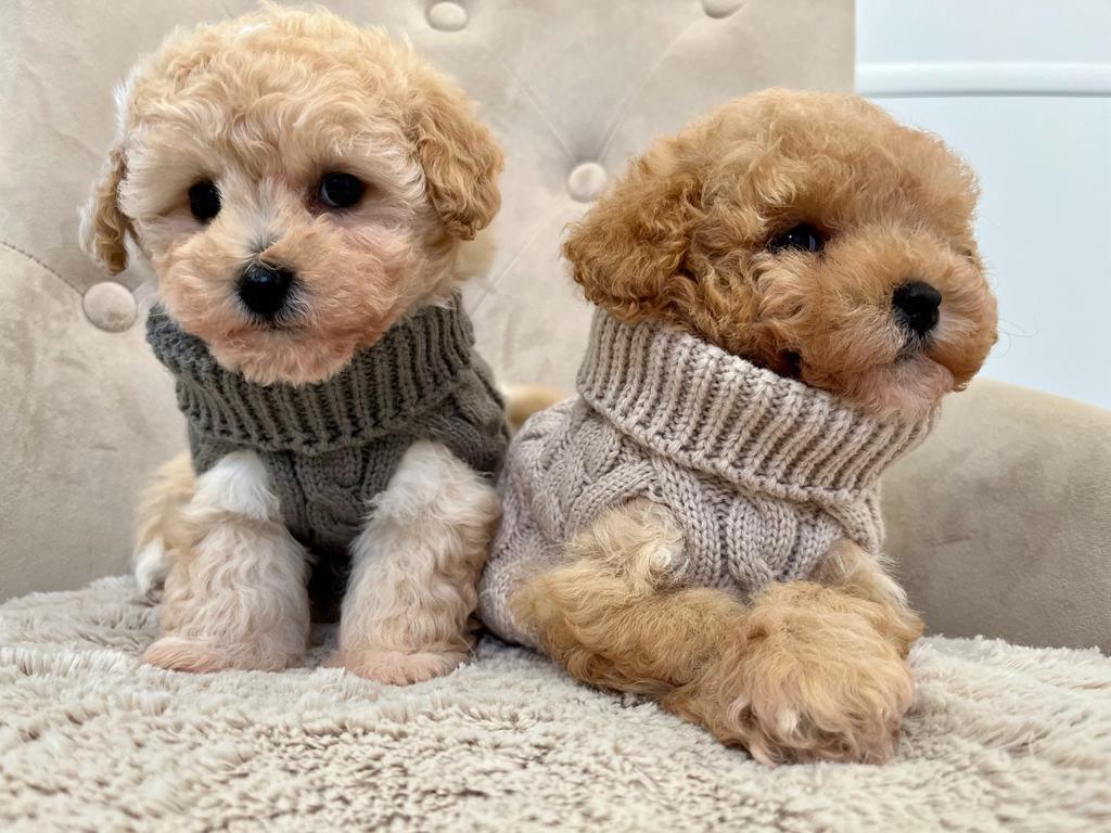 Tiny Puppy Jumper,  BACK IN STOCK - Posh Poos