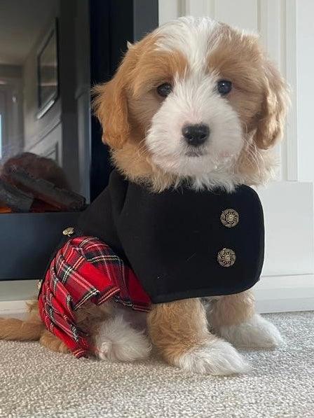 Tartan Kilt Coat 8 inch (puppy size) - Posh Poos