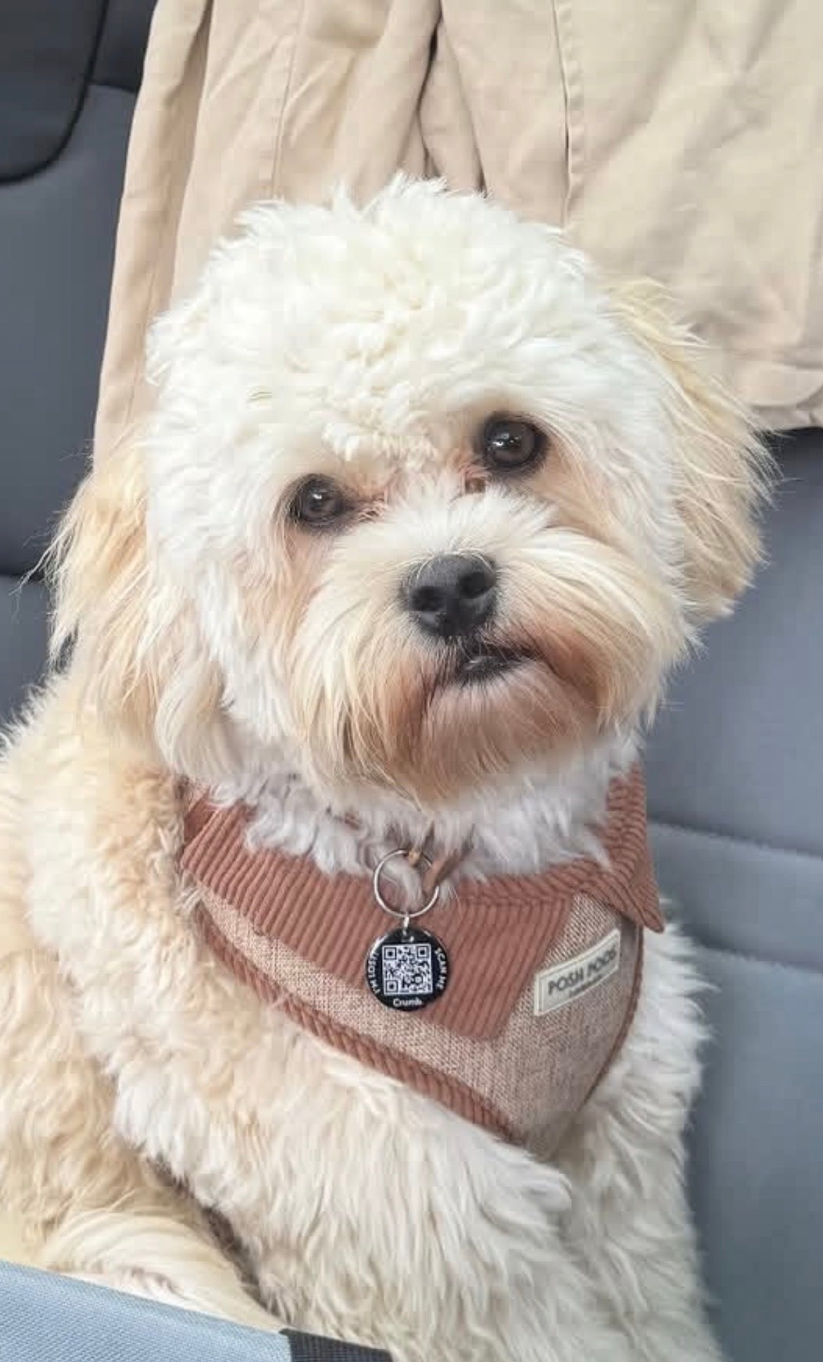 Marlow Linen Puppy Harness - Chestnut