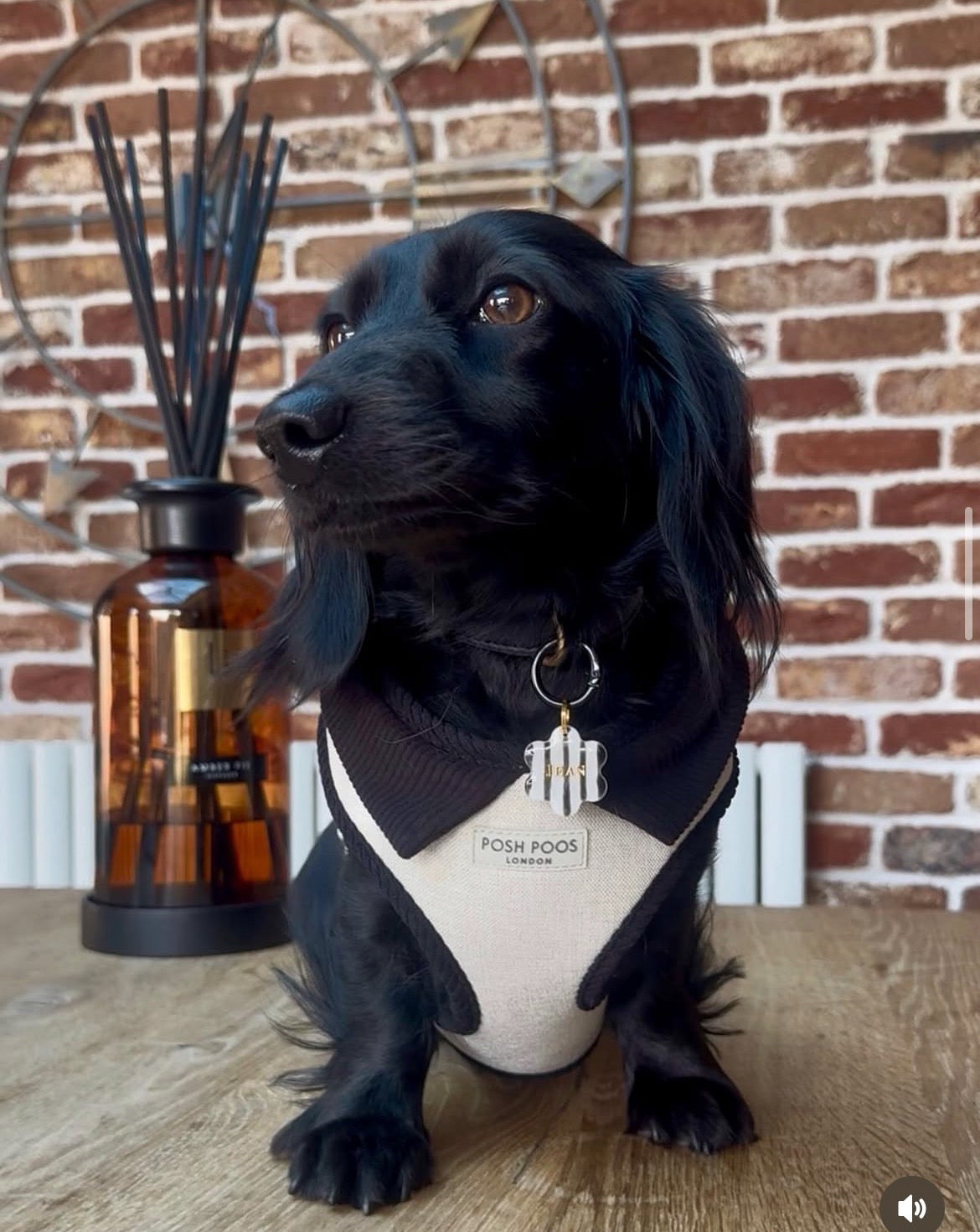 Belgravia Monochrome Puppy Harness – Ivory